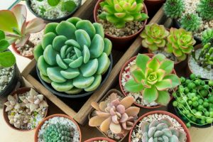 succulent plants in a pot for gardens