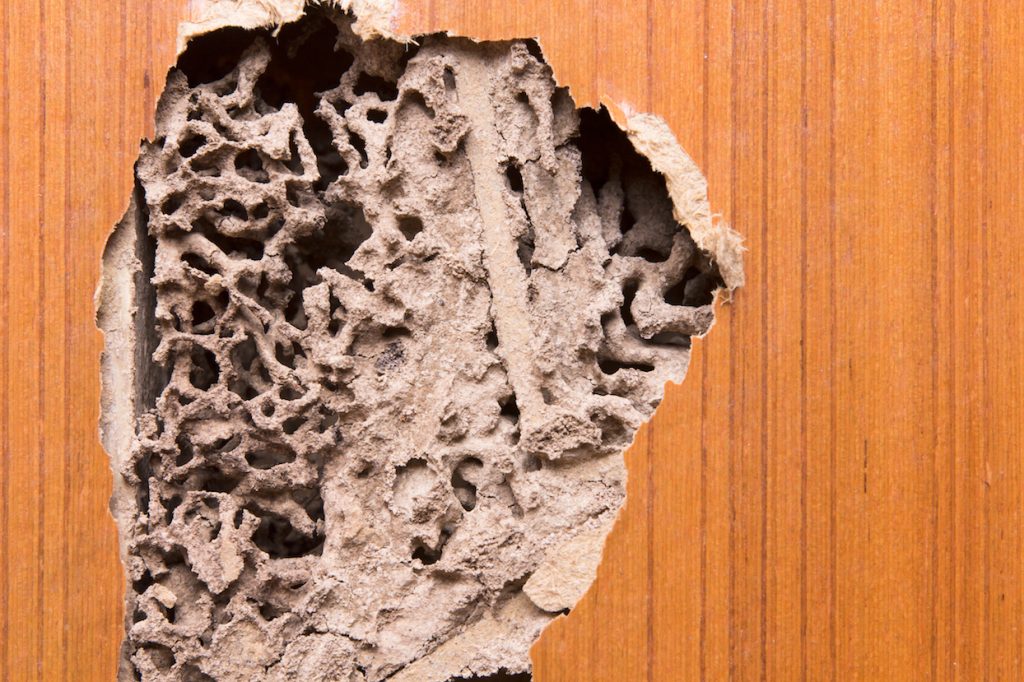 Termite damage on wooden wall