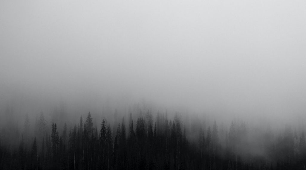 thick fog in the forest