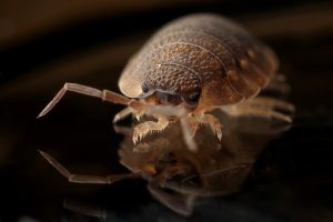 bed-bugs-early-signs