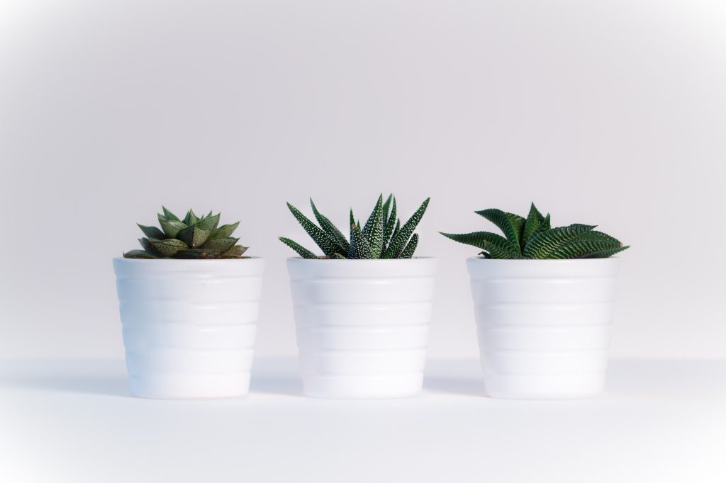 lowlight indoor plants