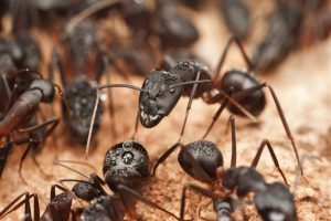 Ants inside home
